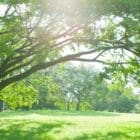 Tree in Sibley, LA